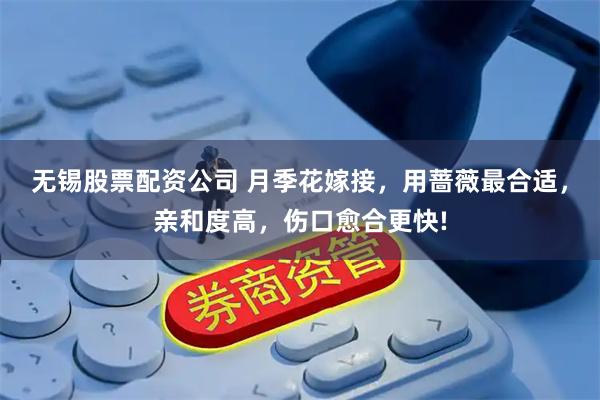 无锡股票配资公司 月季花嫁接，用蔷薇最合适，亲和度高，伤口愈合更快!